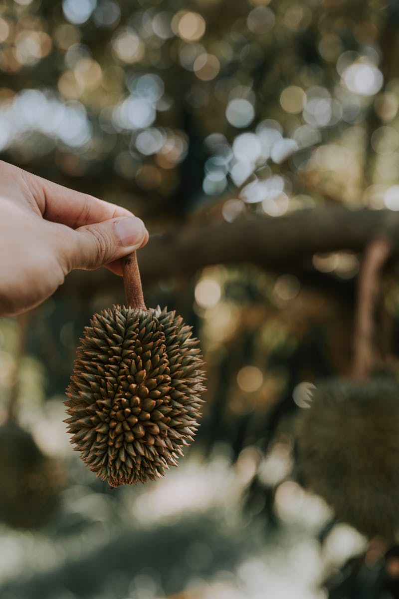 Durian orchard at golden hour, Pahang Malaysia