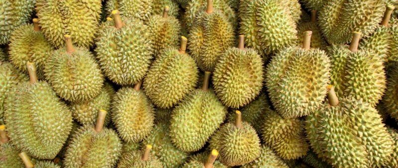 Durian front page